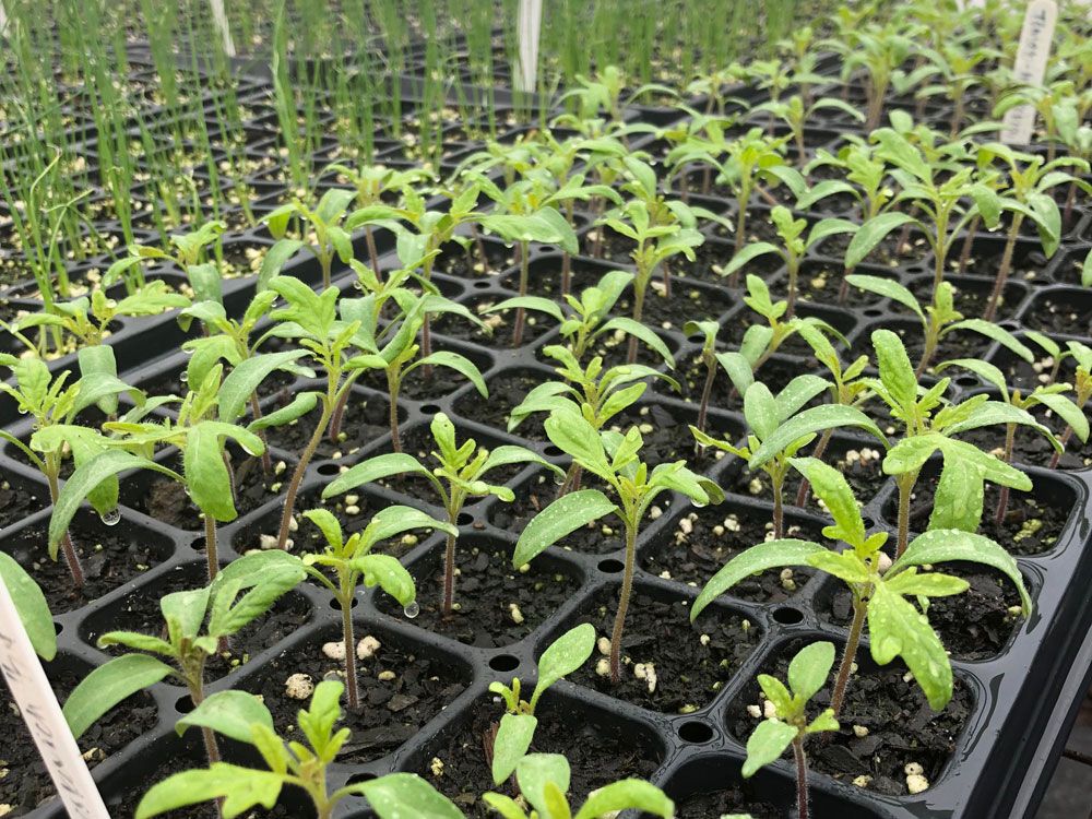 tomato plants